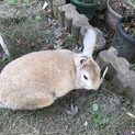 コッペパンのように茶色でかわいい子です