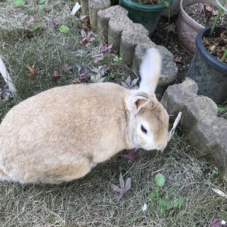 コッペパンのように茶色でかわいい子です