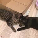 一旦停止お茶目なキジトラ風くん甘えん坊の黒猫来くん