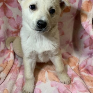 保健所からレスキューした子犬♀レミちゃん