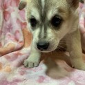 保健所からレスキューした子犬♀マミちゃん