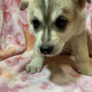 保健所からレスキューした子犬♀マミちゃん