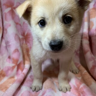 保健所からレスキューした子犬♀ララちゃん