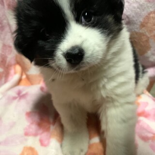 保健所からレスキューした子犬♂パンくん