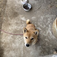はな