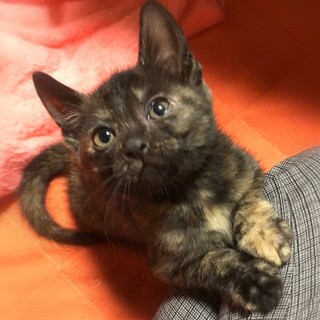 ちいさな甘えん坊☆ねねっと