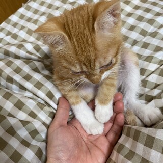 【宮古島】元気な男の子の子猫です