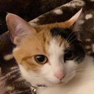 三毛猫ちゃんのメス生後半年位。里親様を募集。