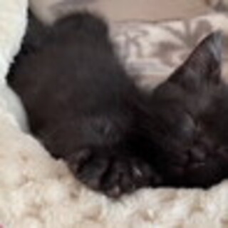 黒猫の子猫　とっても飼いやすい甘えん坊