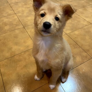 子犬　ミックスの女の子　応募者多数の為一時募集中止