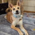 また野犬の生後５ヶ月の女の子。怖がりです。