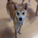 生後５ヶ月元野犬の子犬。幸せになってほしい！