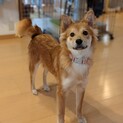 生後５ヶ月の野犬の子犬。極度の怖がりです。