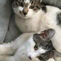 ５ヶ月の美猫姉妹
