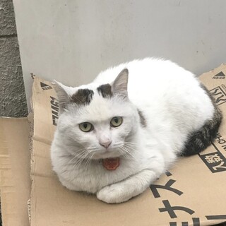 穏やかな性格のちび太くん