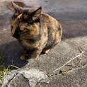 サビ柄、琥珀色の瞳の人懐っこい、迷いにゃんこ。