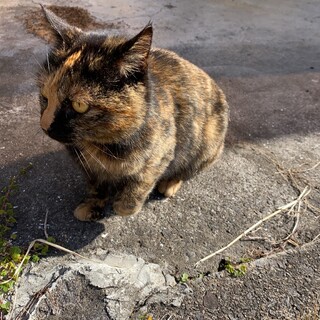 サビ柄、琥珀色の瞳の人懐っこい、迷いにゃんこ。