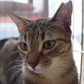 【もろこ】おかげさまで里親さまが決まりました 