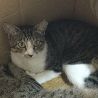【みらい】おかげさまで里親様が決まりました。
