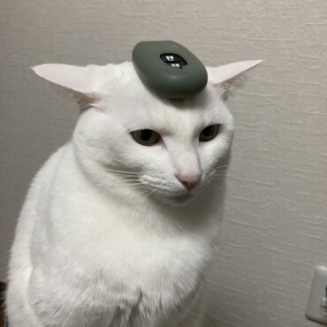 ん？頭に何のっけました？