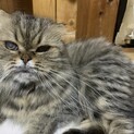 長毛折れ耳　甘えん坊のツムツム