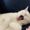 そろそろ寝るか！