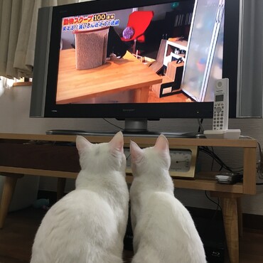 テレビに夢中の2人