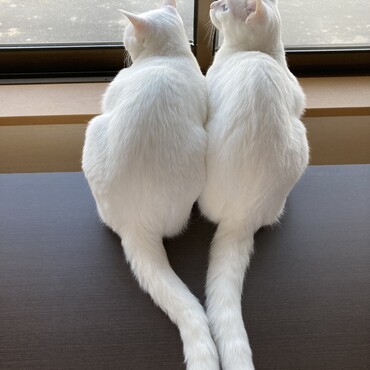 外には鳥たちがいっぱい