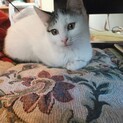 幸運のハチワレあたらしちゃんと月ちゃん姉妹