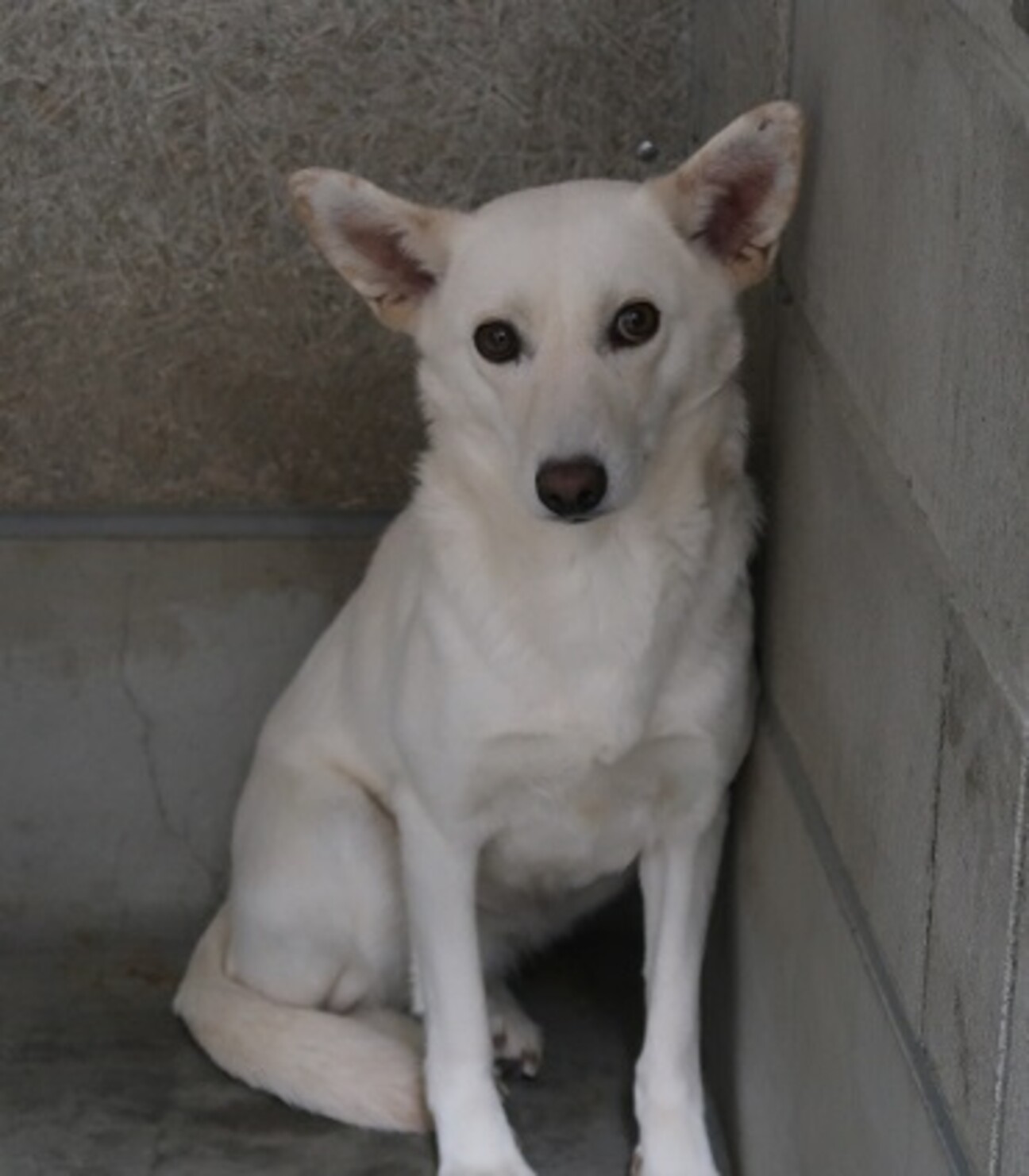 野犬系だけど妖精のように」和歌山県 - 犬の里親募集(349992) 1枚目