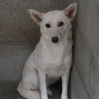 野犬系だけど妖精のように白い聖良ちゃん