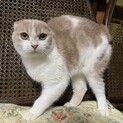 訳あり折れ耳スコちゃん　メメ