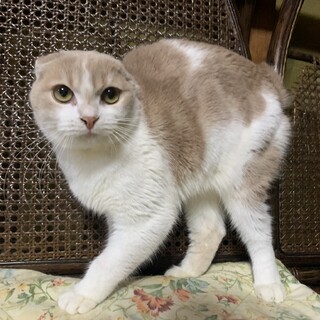 訳あり折れ耳スコちゃん　メメ