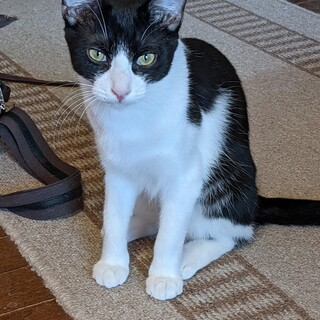 八割れ（ハチ兄くん）の里親さんになってあげて下さい