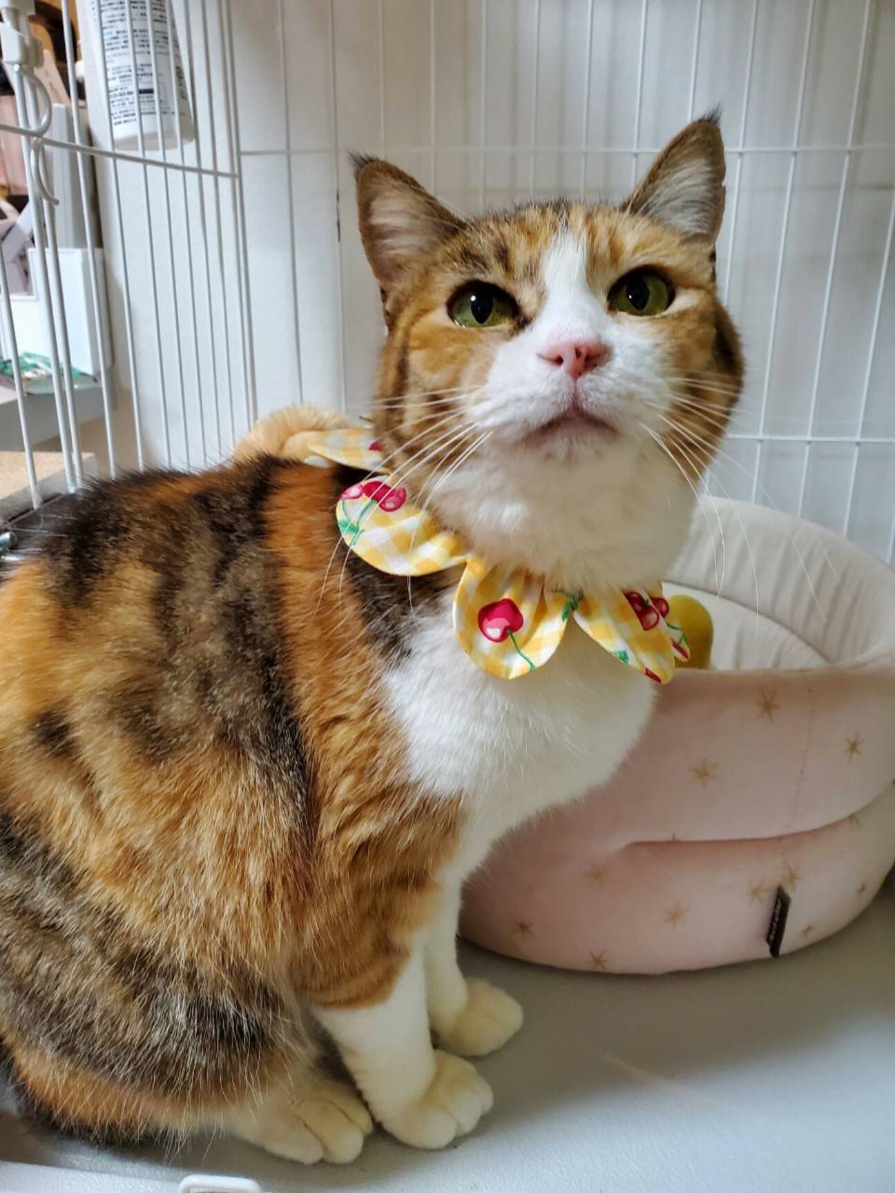 ニッコリ癒し猫 紅葉 千葉県 猫の里親募集 ペットのおうち 月間利用者150万人