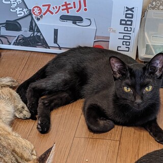 メスの黒猫ちゃんの里親さんになってあげて下さい