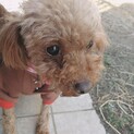 【交渉中の為一時停止】怖がりな繁殖犬だったトイプー