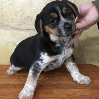 ☆赤ちゃん子犬　女の子☆