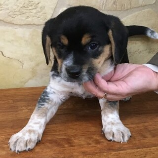 ☆ビーグル風　赤ちゃん子犬　男の子☆