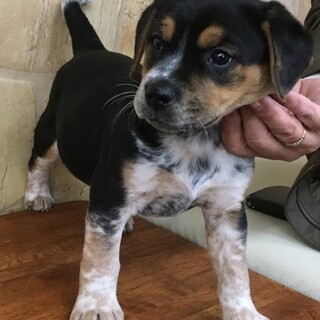 ☆ビーグル風たれ耳　子犬　男の子☆