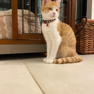 可愛いお顔の茶白☆ラッキーくん