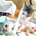 人懐っこい元気な兄妹子猫です。