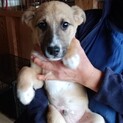 4か月子犬男の子の四郎君