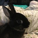 飼い主の体調悪化のため