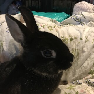 飼い主の体調悪化のため
