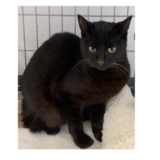 譲渡されました。