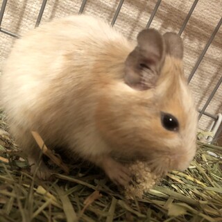 【デグー 】里親募集