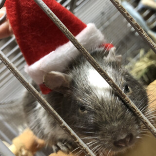 【デグー 】里親募集