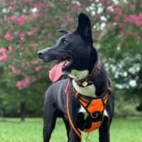 ポーター (ブルーノ)