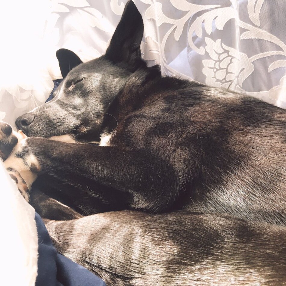 ポーター (ブルーノ)のカバー写真